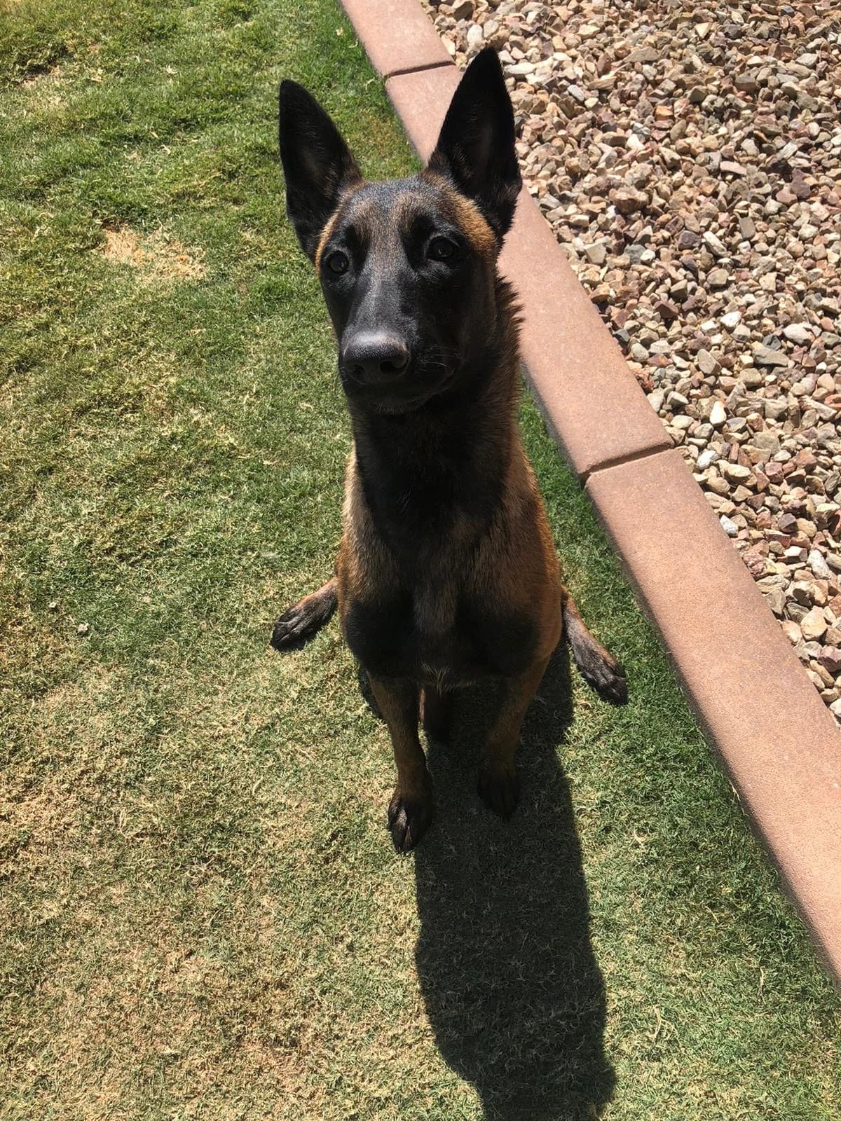 Shepherd sitting on grass and looking up in the published RIOS training archive