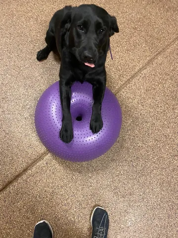 Black dog balancing on a purple training surface