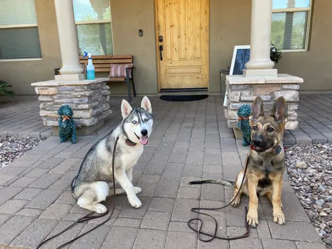Two leashed dogs sitting together on a patio