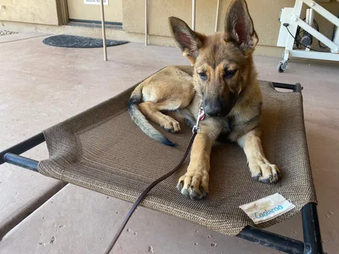 Shepherd resting on a raised cot on a patio